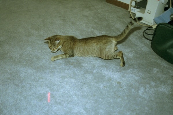 Loading Image