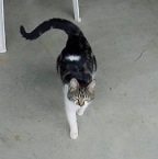 littlefur1