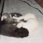 kittens2