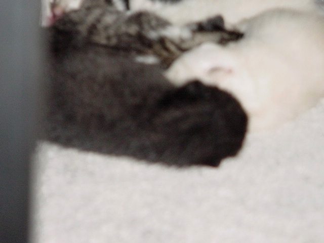 Loading Image