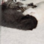 kittens4