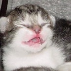 kittenyawn