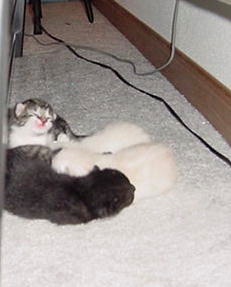 Loading Image