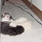 kittens1