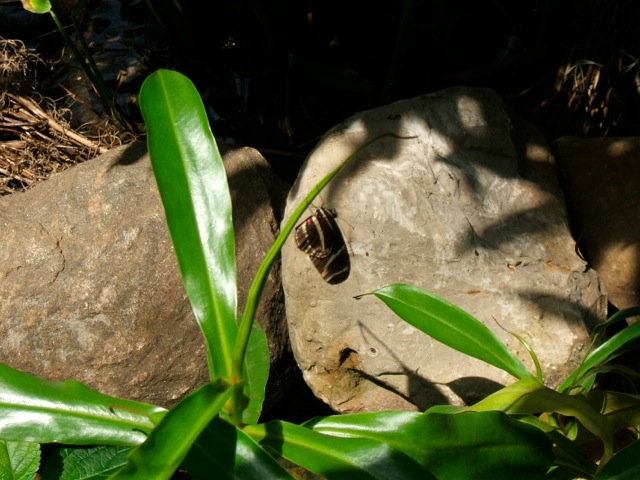 Loading Image