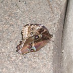 DSCF1227