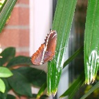 DSCF1231