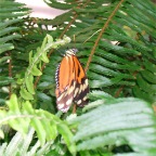 DSCF1233