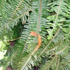 DSCF1245