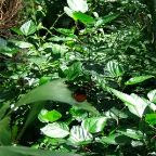 DSCF1246