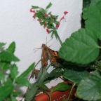 DSCF1256