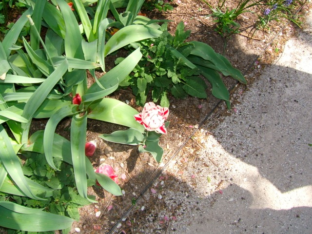 Loading Image