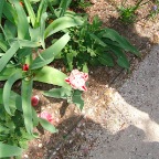DSCF1261