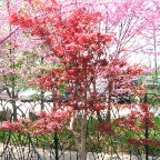 DSCF1264