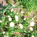 DSCF1275