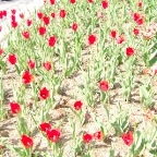 DSCF1277