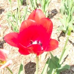 DSCF1279