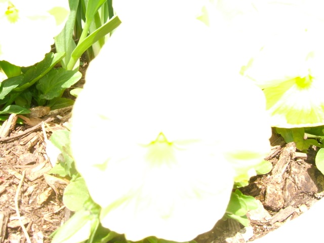 Loading Image