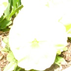 DSCF1280