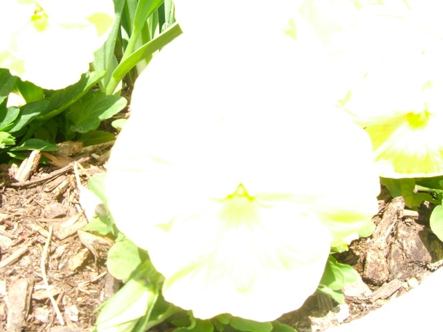 Loading Image