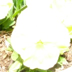 DSCF1281