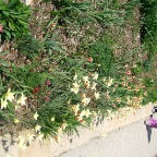 DSCF1299