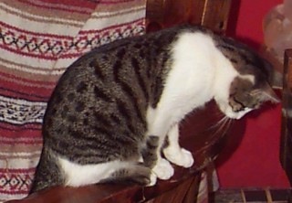 Loading Image