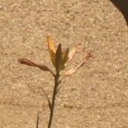 DSCF3768