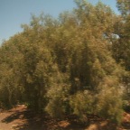 DSCF3782